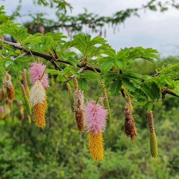 Dichrostachys cinerea Blomst