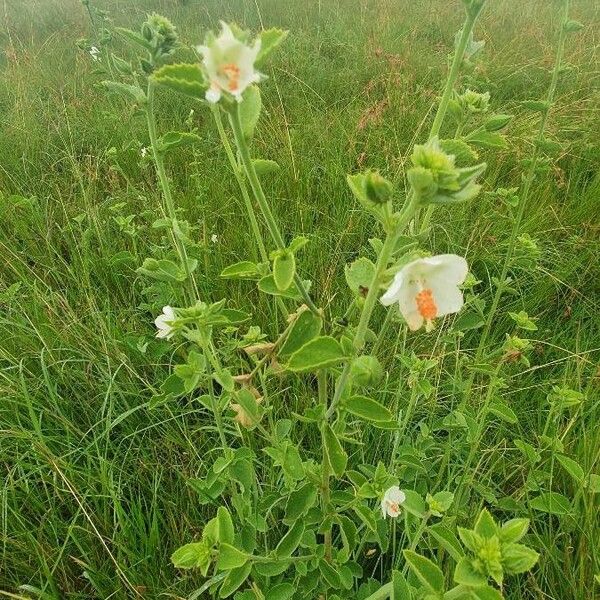 Hibiscus flavifolius Blomma