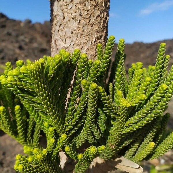 Araucaria heterophylla Leaf