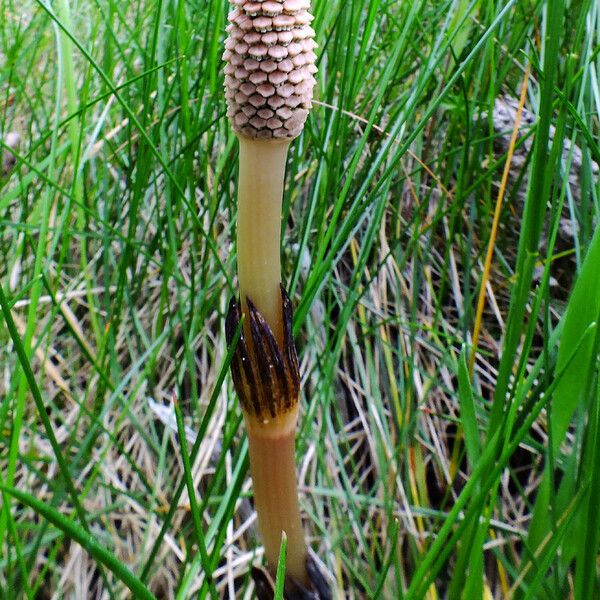 Equisetum arvense Fruit