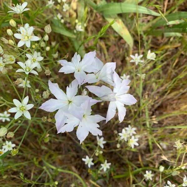 Leucocoryne alliacea Blüte