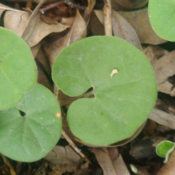 Dichondra micrantha Leaf