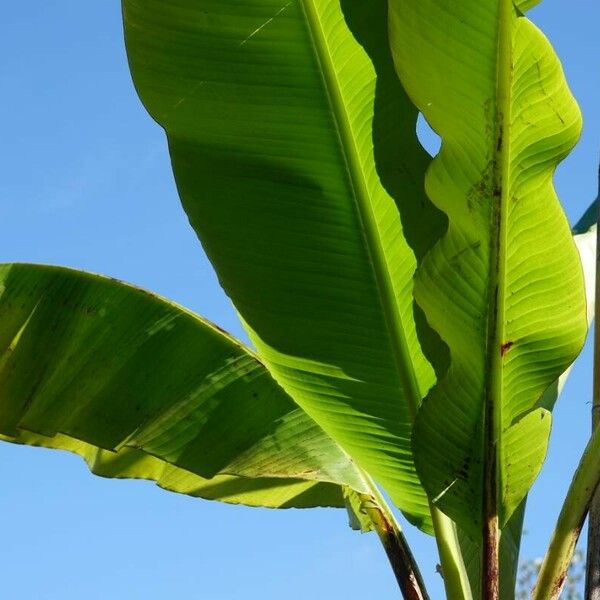 Musa × paradisiaca Fuelha