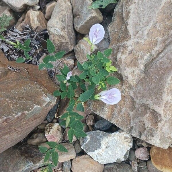 Clitoria mariana Лист