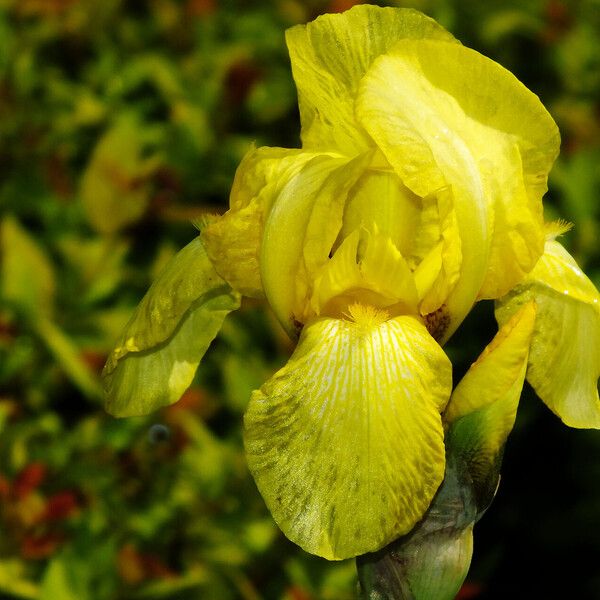 Iris variegata Květ