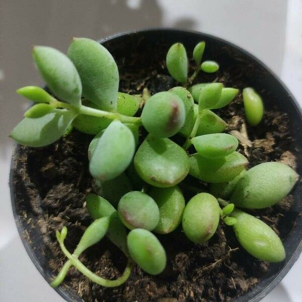 Cotyledon pendens Yaprak