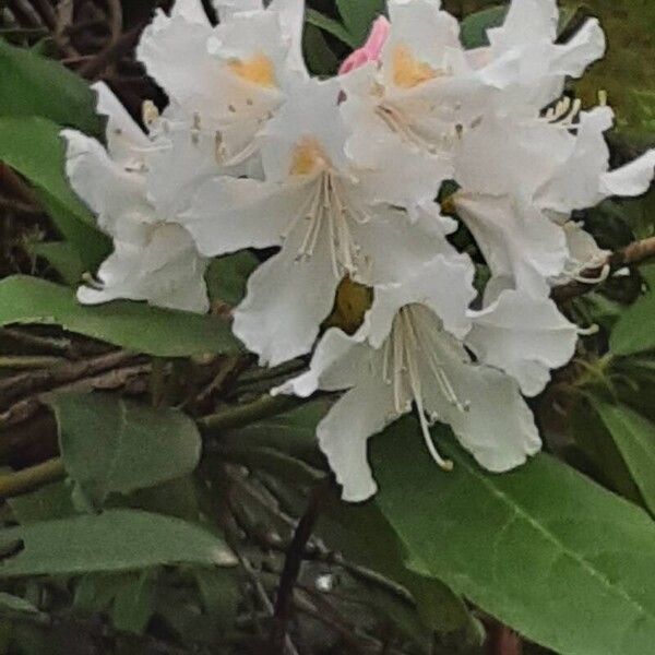 Rhododendron maximum Blüte