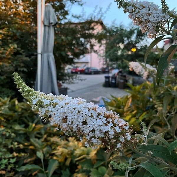 Buddleja asiatica Flower