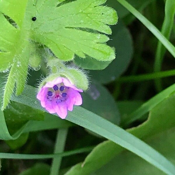 Geranium pusillum Virág