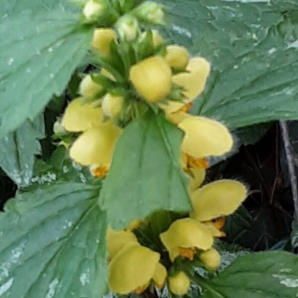 Lamium galeobdolon Blodyn