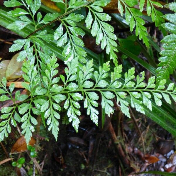 Asplenium affine Leaf