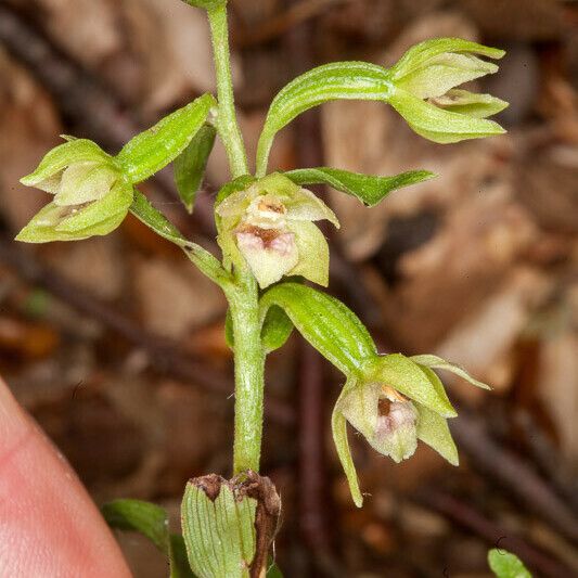 Epipactis leptochila Floare