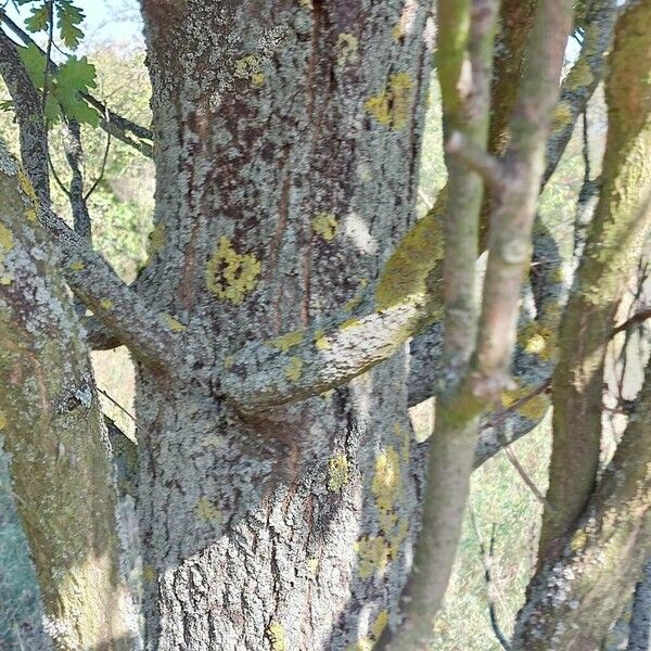 Quercus robur Coajă