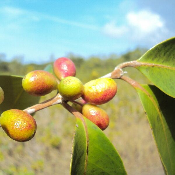 Eugenia astringens Fruit