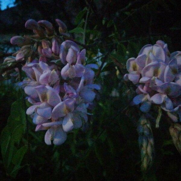 Robinia neomexicana Flower