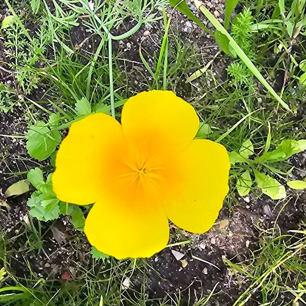 Eschscholzia californica Flower