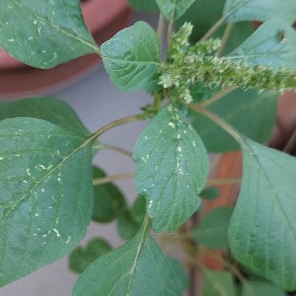 Amaranthus blitum Leaf