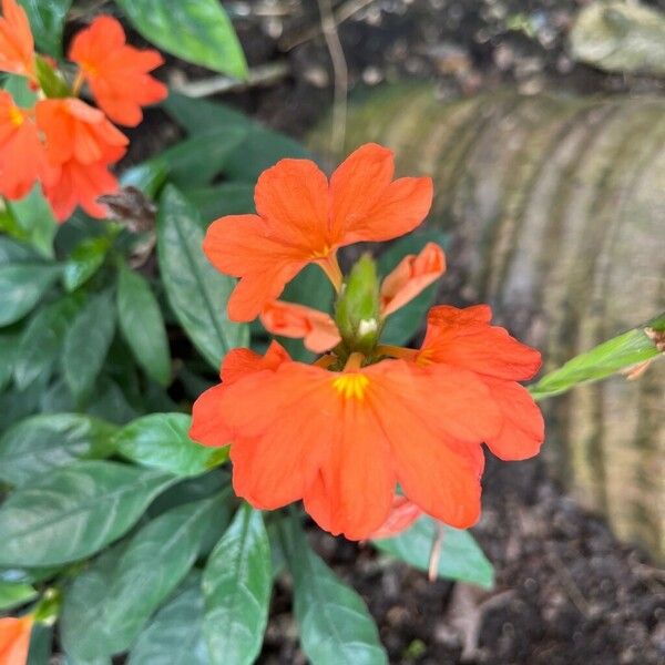 Crossandra infundibuliformis Blüte