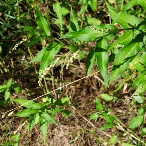 Persicaria hydropiper Folla