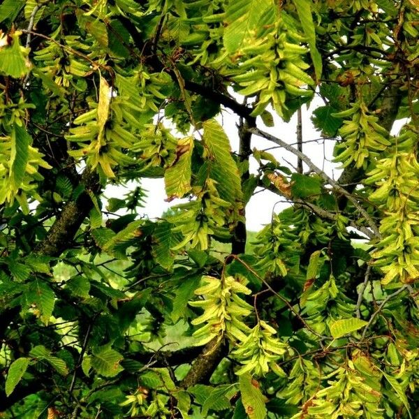 Carpinus betulus Fruit