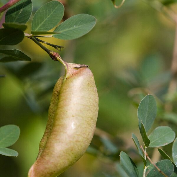 Colutea arborescens Плод