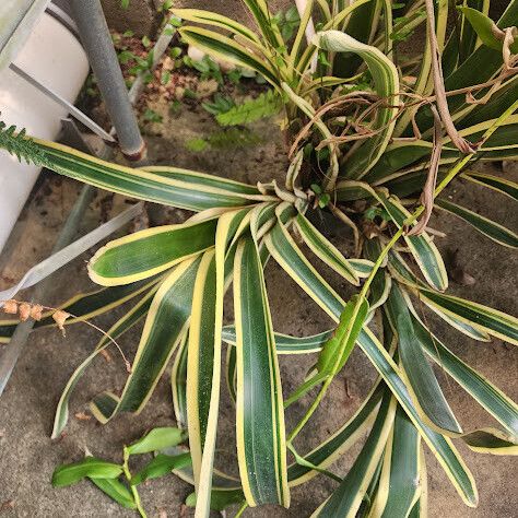 Aechmea gamosepala Blatt