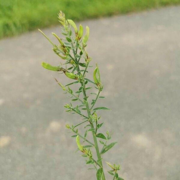 Genista tinctoria Blatt