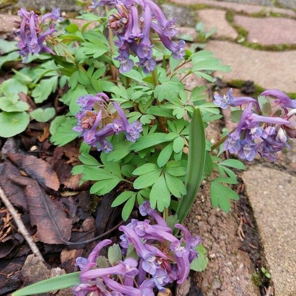 Corydalis solida Bloem