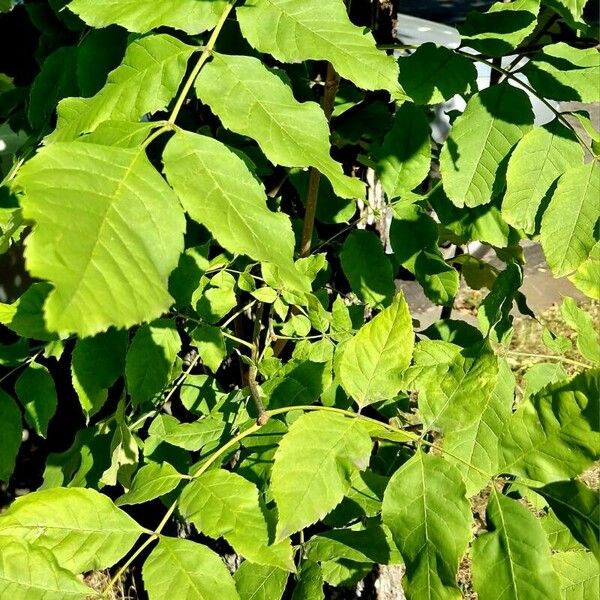 Fraxinus pennsylvanica Leaf