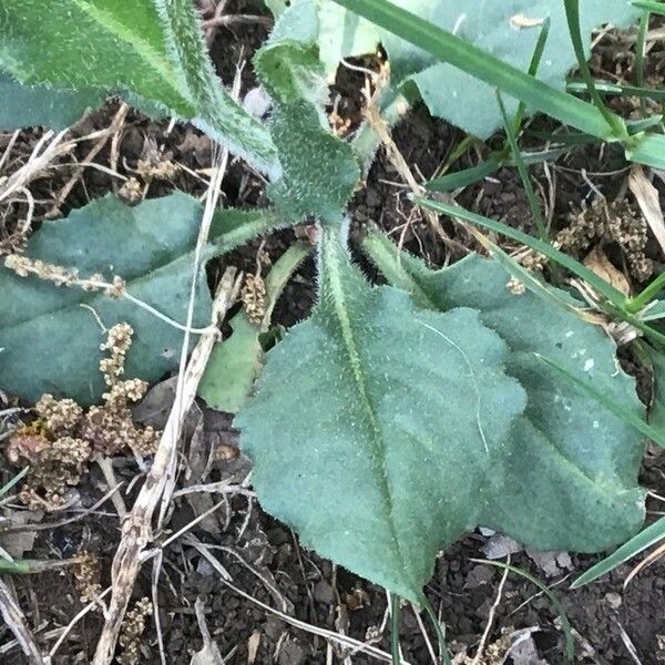 Senecio provincialis Leaf