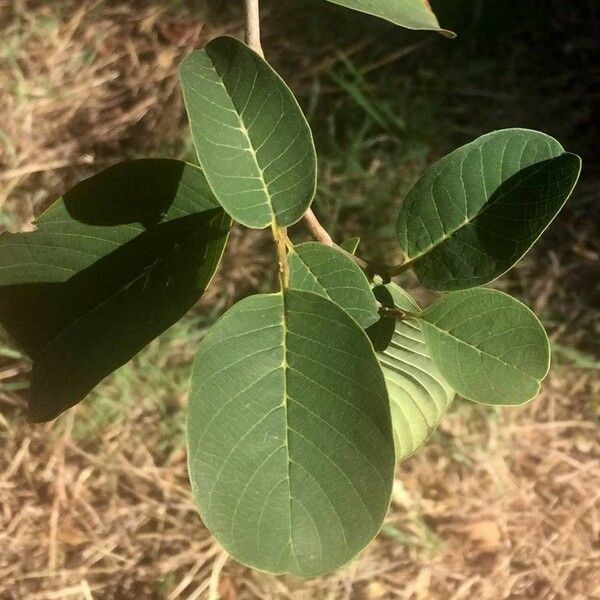 Annona senegalensis Blad