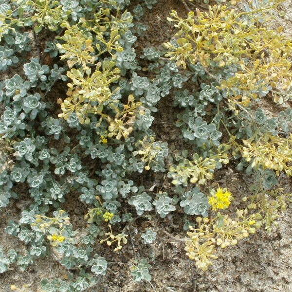 Alyssum serpyllifolium Habit