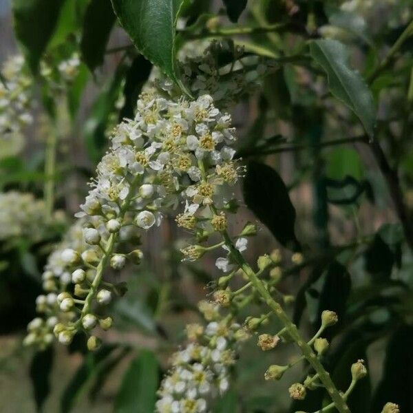 Prunus serotina Flower