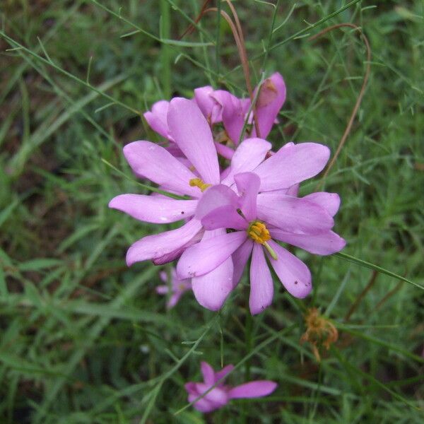 Sabatia gentianoides Flower