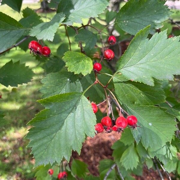 Crataegus submollis Fruit