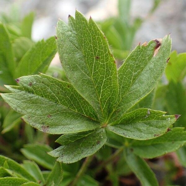 Potentilla caulescens Blatt