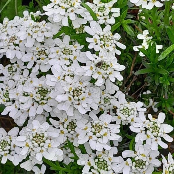 Iberis sempervirens Habit