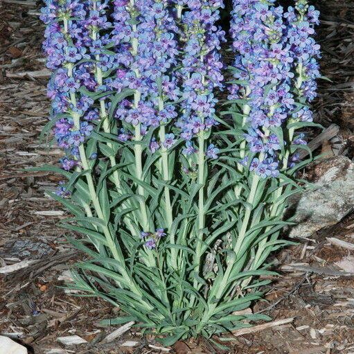 Penstemon angustifolius Hábitos