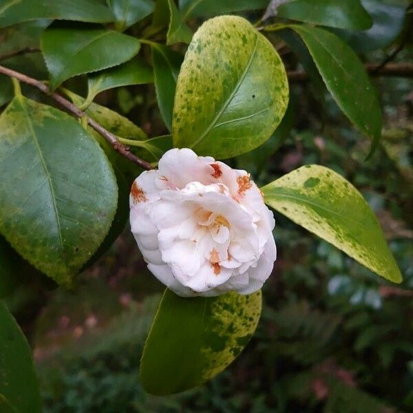 Camellia oleifera Flower