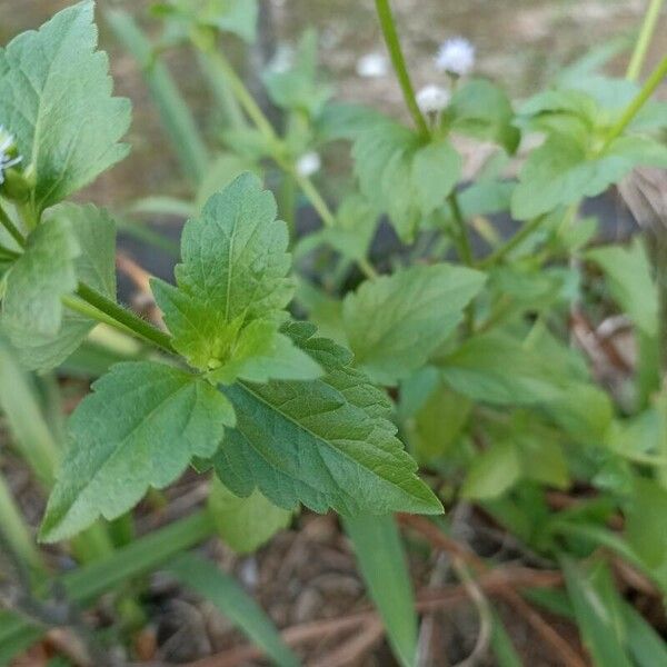 Praxelis clematidea पत्ता