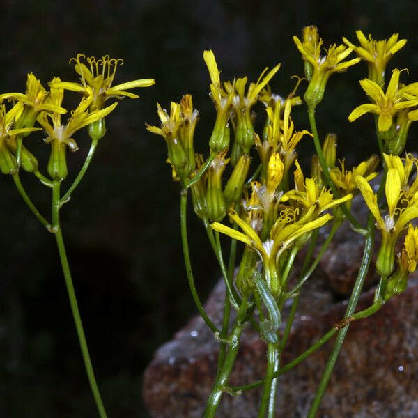 Crepis acuminata Цвят