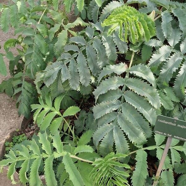 Melianthus major Fulla