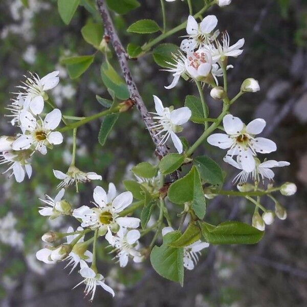 Prunus mahaleb फूल