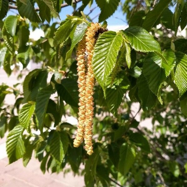 Ostrya carpinifolia Лист