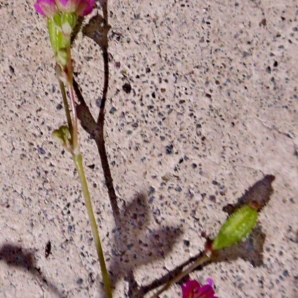 Boerhavia diffusa Flower