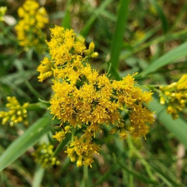 Euthamia graminifolia Květ