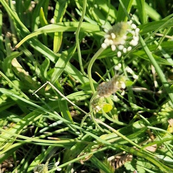 Plantago argentea Blomma