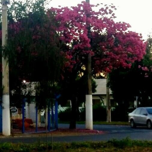 Lagerstroemia indica Õis