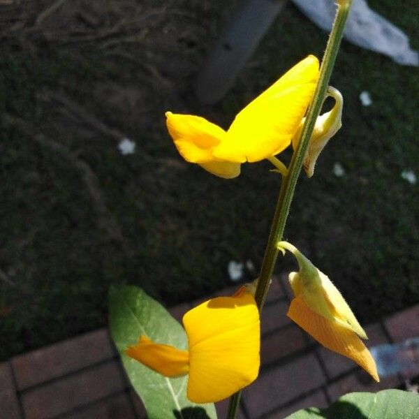 Crotalaria juncea Bloem