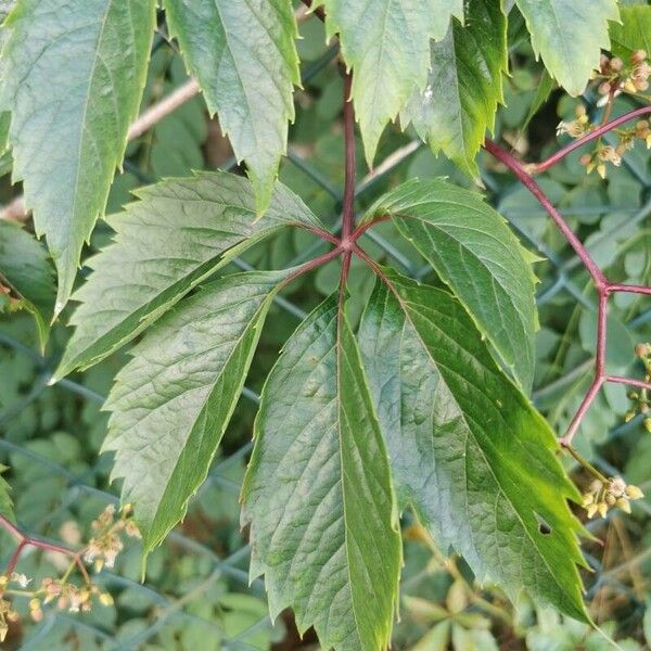 Parthenocissus inserta Blad